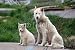 Wallmonkeys Peel and Stick Wall Decals - Sled Dog with Puppy in Ilulissat, Greenland - Removable Graphic