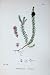 Sowerby Plants C1902 Crow Berry Empetrum Nigrum