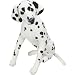 Plush Dalmatian