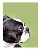 Boston Terrier on Avocado