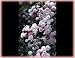himalayan31 - Pauls Himalayan Musk Rosa Climbing Bare Root Rose