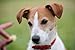 Portrait of Parson Jack Russell Terrier Transfixed by a Treat - 36