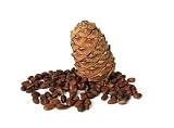 Cedar Nut Isolated on a White Background - 24