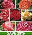 Best Cutting Rose Collection, Set of 7