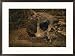 Close view of the fossilized skull of a Homo erectus found in Java Photography Framed Art Poster Print by Kenneth Garrett, 29x21