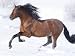 Bay Andalusian Stallion Running in the Snow, Berthoud, Colorado, USA Photographic Poster Print