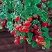 Basket Boy Red Tomato - 4 Plants - Weeping Habit