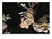 A close-up of a lionfish (genus Pterois) swimming in the Red Sea., Photographic Print by Carsten Peter, 24x18