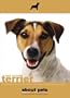 Jack Russell Terrier (About Pets)