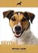 Book Jack Russell Terrier (About Pets)