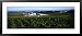 Amish Farm, Lancaster, Pennsylvania, USA Places Framed Art Poster Print by Panoramic Images, 43x19