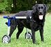Walkin Wheels Dog Cart - Height 12 to 15 inches