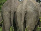 Rear Ends of Two Borneo Pygmy Elephants Photographic Poster Print by Tim Laman, 24x18