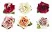 KARIN'S GARDEN Queen Elizabeth Rose Pin-Clip Duo