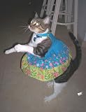 More Stuff on My Cat: 2x the Stuff + 2x the Cats = 4x the Awesome