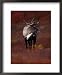 Barren Ground Caribou Bull with Velvet Covered Antlers Set against the Fall Tundra, Alaska Animals Framed Art Poster Print by Momatiuk & Eastcott, 18x22