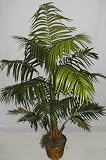 66 Tropical Butterfly Palm Tree