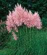 Pink Pampas Grass 200 Seeds - Cortaderia