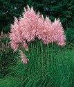 Pink Pampas Grass 200 Seeds - Cortaderia