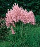 Pink Pampas Grass 200 Seeds - Cortaderia