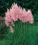 Pink Pampas Grass 200 Seeds - Cortaderia