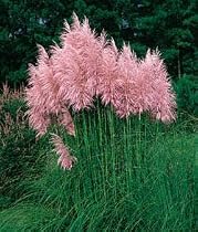 Pink Pampas Grass 200 Seeds - Cortaderia