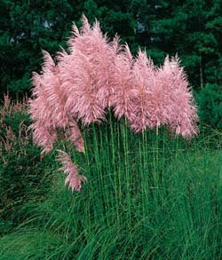 Pink Pampas Grass 200 Seeds - Cortaderia - FREE SHIPPING ON ADDITIONAL HIRTS SEEDS