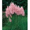 Pink Pampas Grass 200 Seeds - Cortaderia
