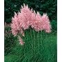 Pink Pampas Grass 200 Seeds - Cortaderia