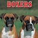   - Boxers 2008 Calendar - Dog Breed 2008 Calendars