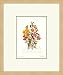 Cistaceae Collections Framed Art Poster Print by Twining, 12x15