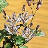 Amethystina Toad Lily