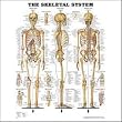 Skeletal System Anatomical Chart Laminated
