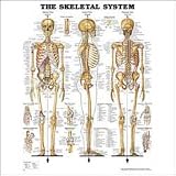 Skeletal System Anatomical Chart Laminated