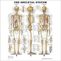 Skeletal System Anatomical Chart Laminated
