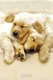 GB eye Ltd, Keith Kimberlin, Snooze, Maxi Poster, (61x91.5cm) PH0220