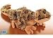 Webkinz Plush Stuffed Animal Leopard Lizard
