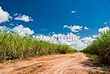 Wallmonkeys Peel and Stick Wall Decals - Road for the Sugar Cane Field - 48