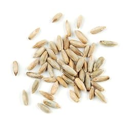 Rye Berries - 25 Lb Bag Each