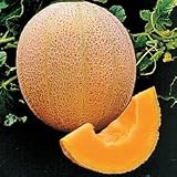 Cantaloupe Seeds - Melon Hale &acute; s Best Jumbo Organic - B001441370