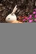 Field Of Flowers Bunny Statuary