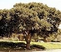 White Oak Tree, 14-26 Inch
