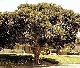 White Oak Tree, 14-26 Inch