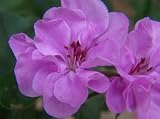 Purple Duchess Geranium Seed Pack