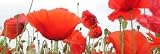 413VZWmU GL. SL160  Wallmonkeys Peel and Stick Wall Graphic   Poppy Seed   18W x 6H