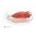 Jewel Box Hummingbird Feeder