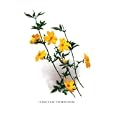 Jasminum Primulinum 12x18 Giclee on canvas
