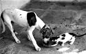 Posters: Bizzarro - Dog and cat eating out of the same bowl Art  Print (30 x 48 cm)