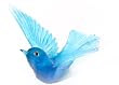 Lukeke Bird