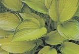 June Fever Hosta - B001LVDQYO